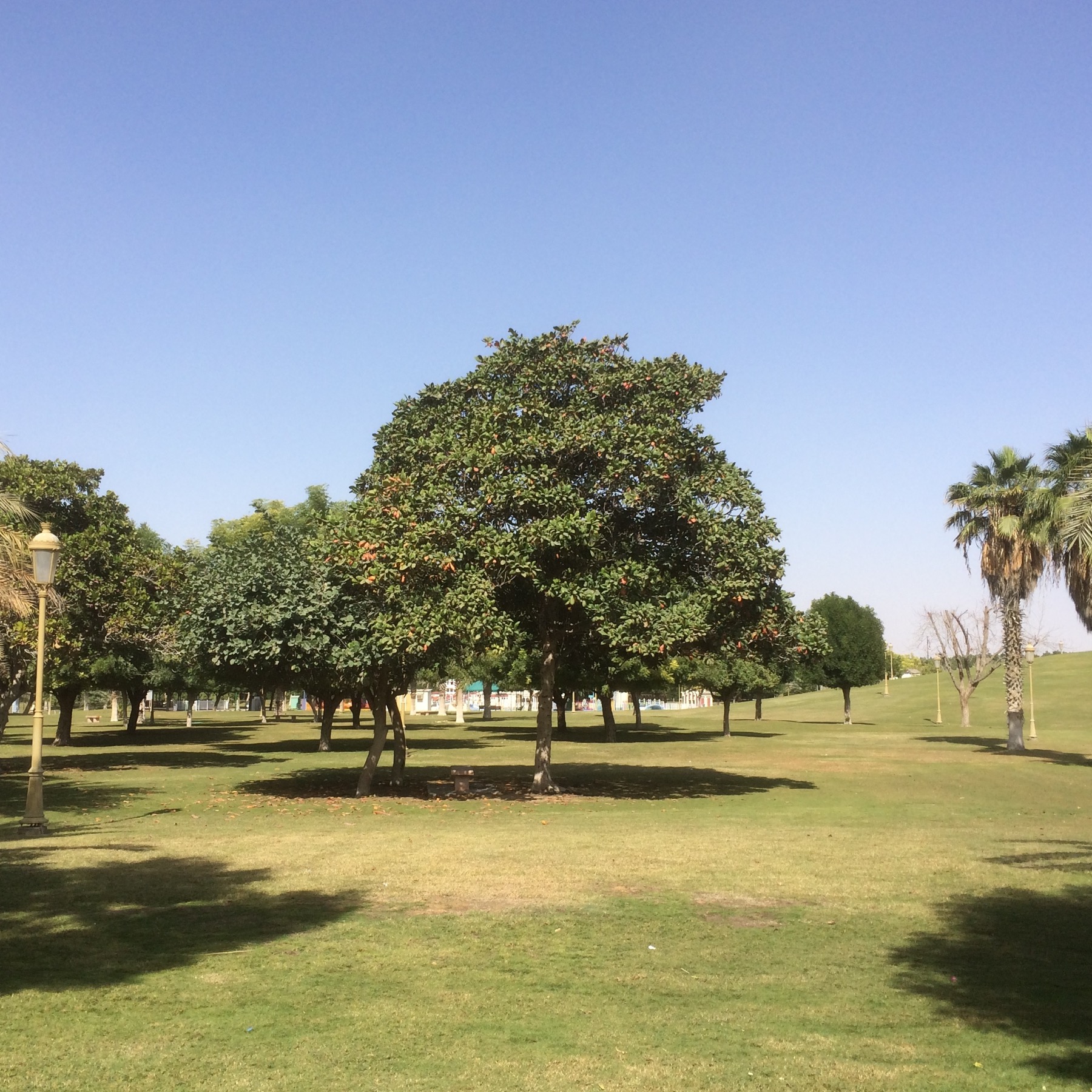 Sharjah National Park - 4